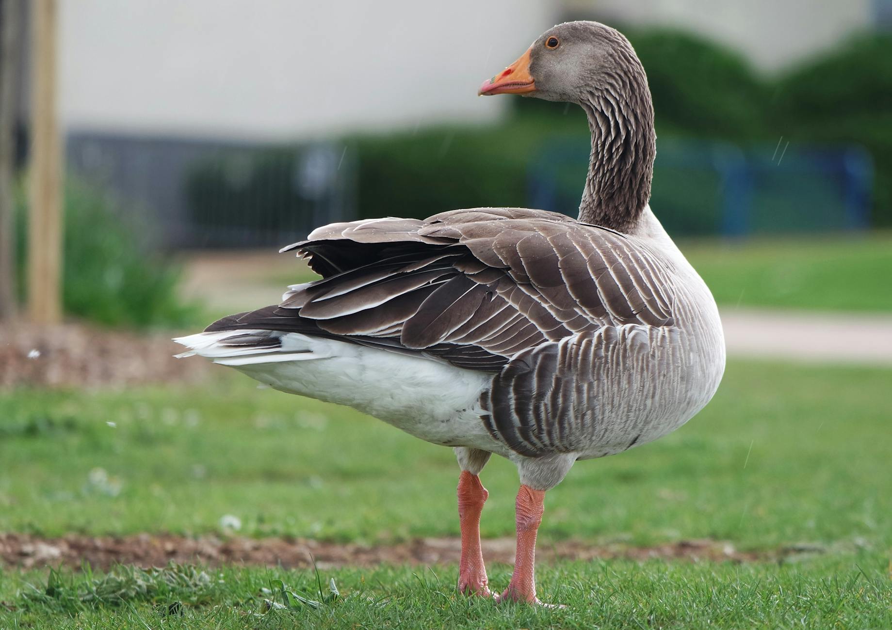 Enter Goose: Free, Local, and No One's Watching