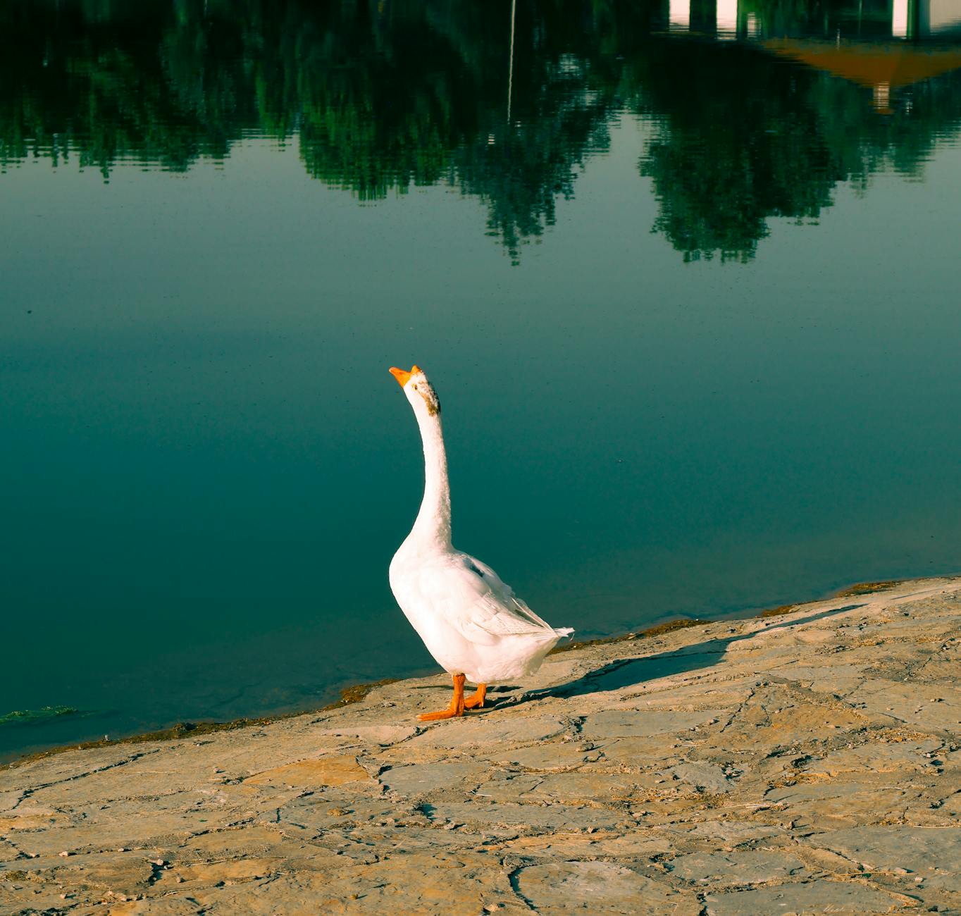 Goose가 뭔데요?