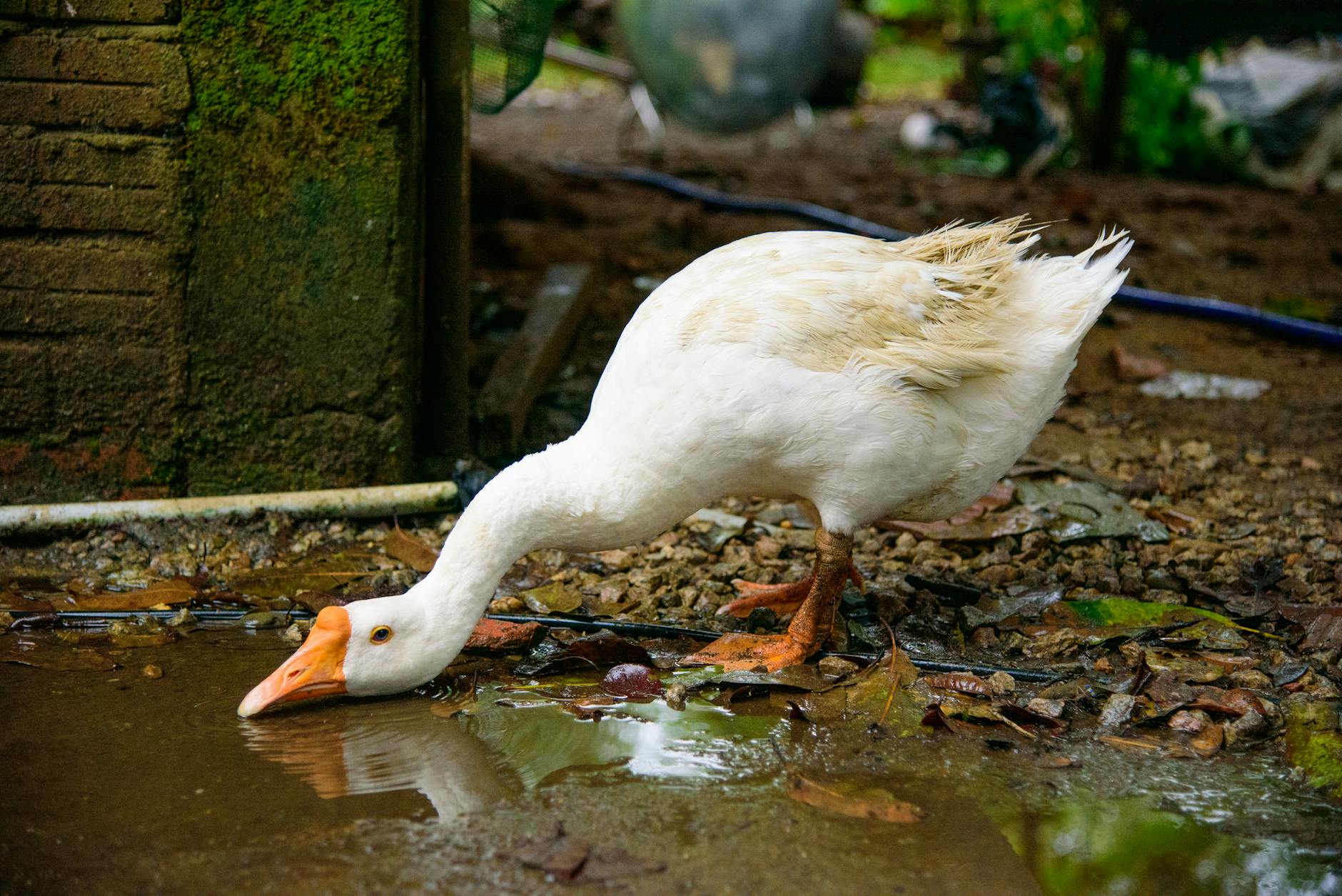 Goose가 뭔데요?