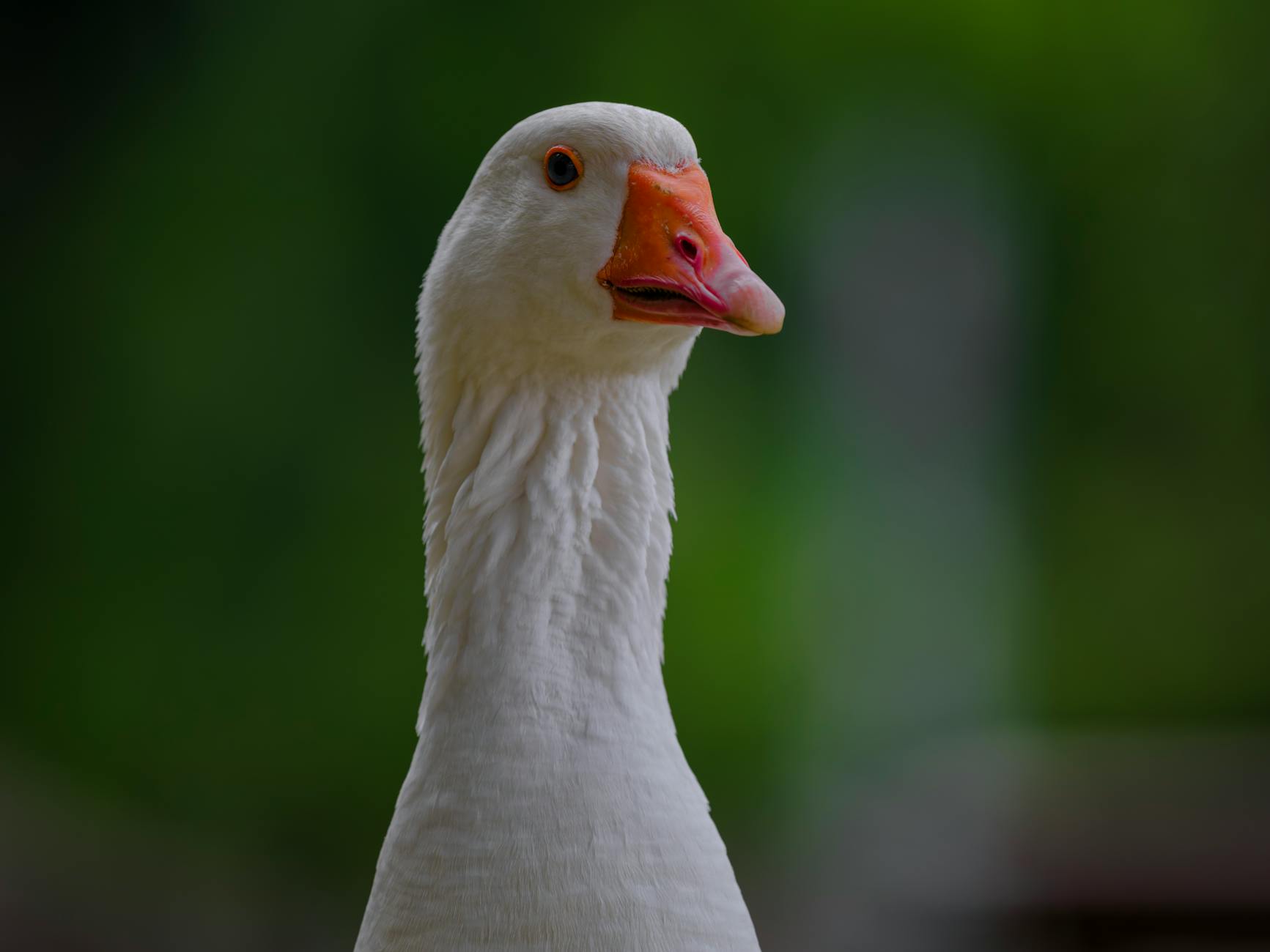 Goose가 뭔데요?