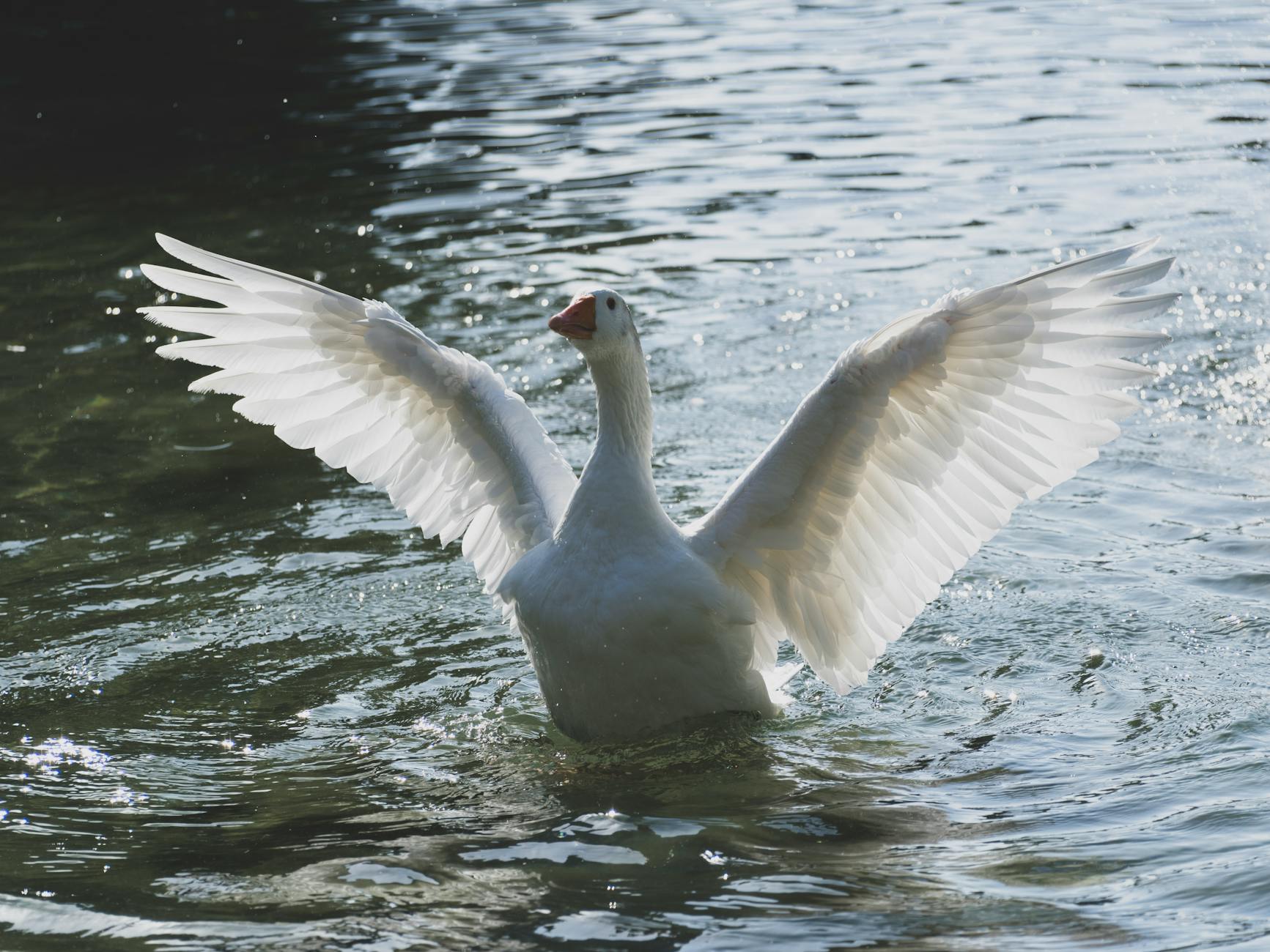 Goose가 뭔데요?