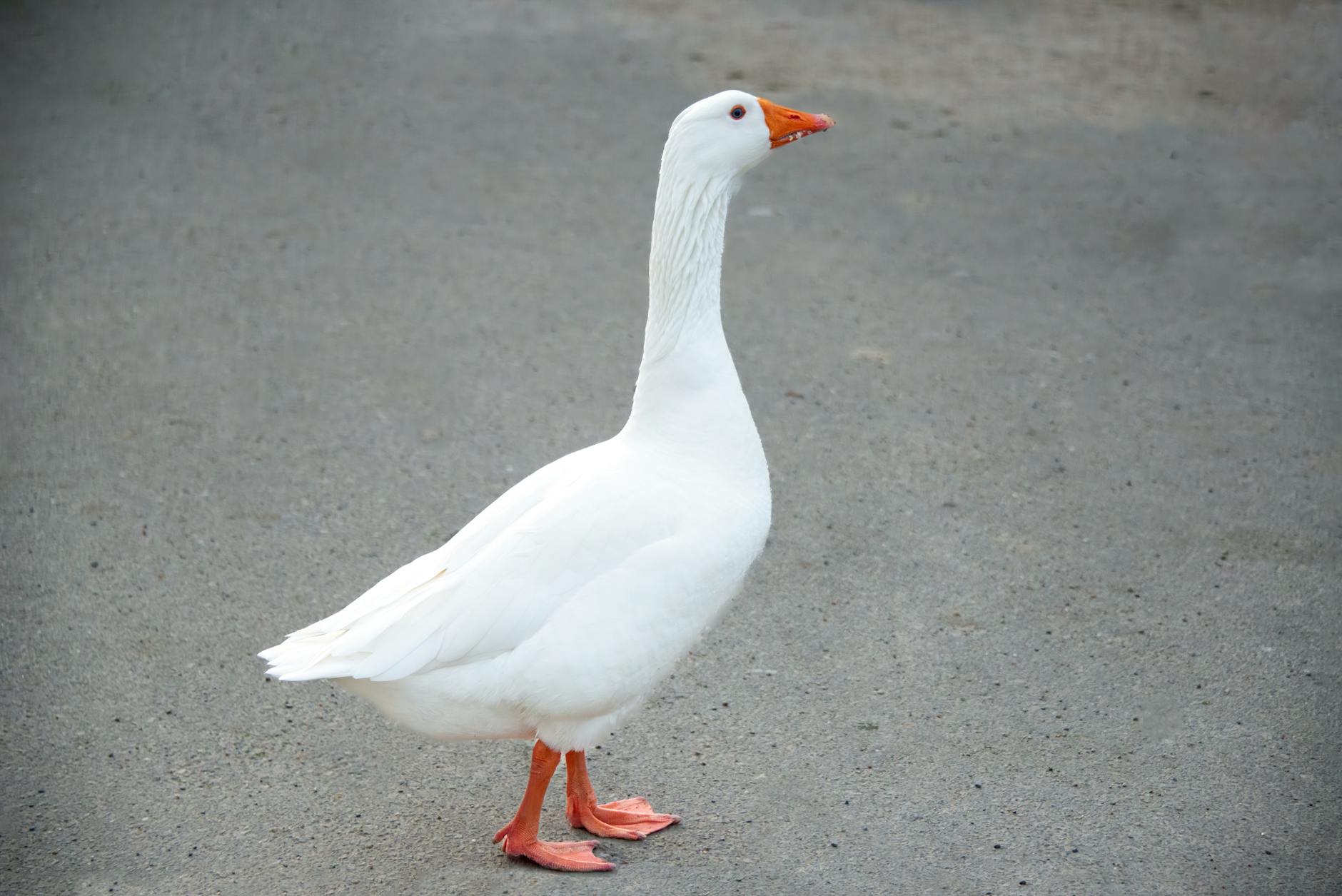 Goose가 뭔데요?