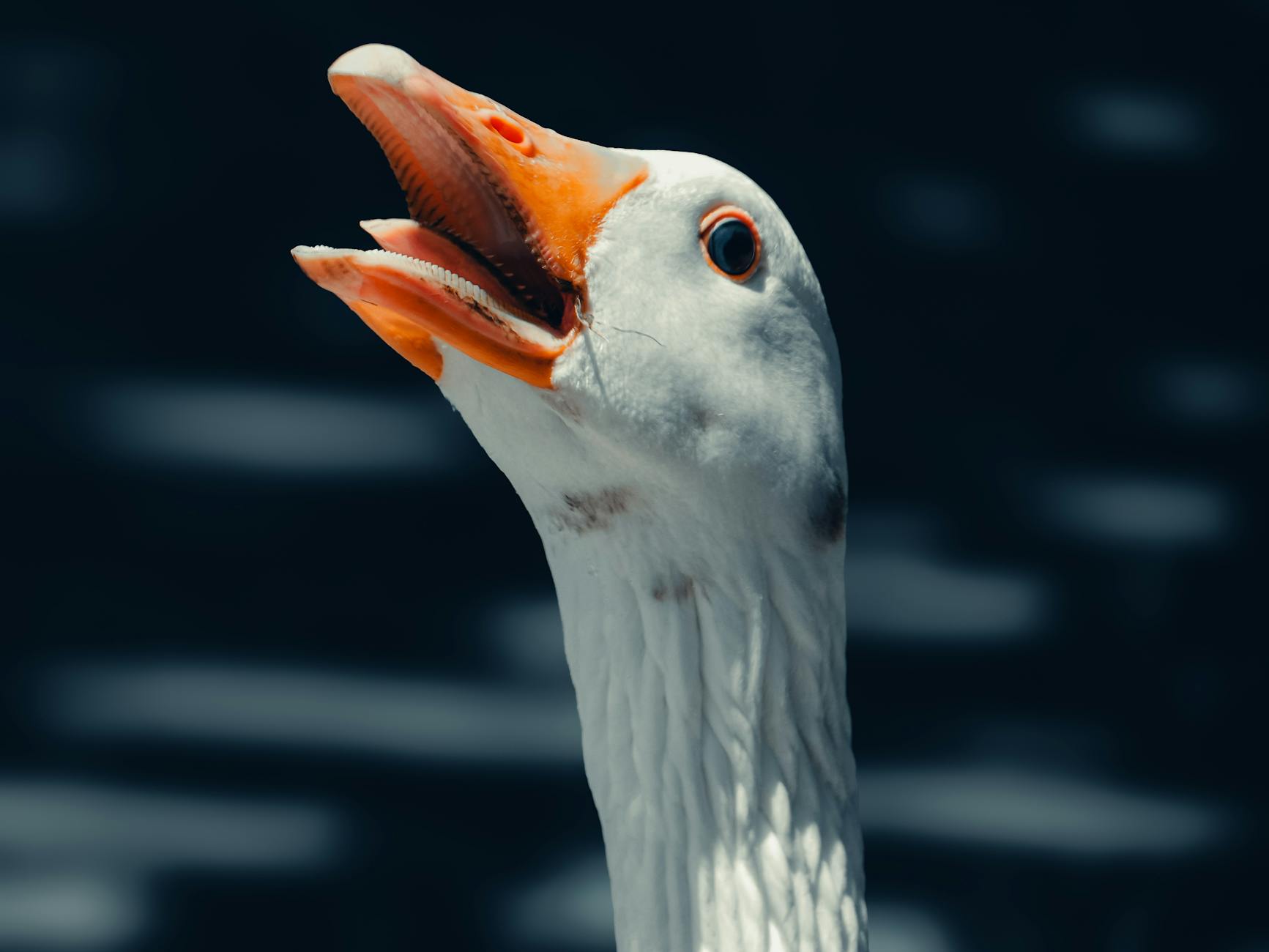 Goose AI가 뭔데요?