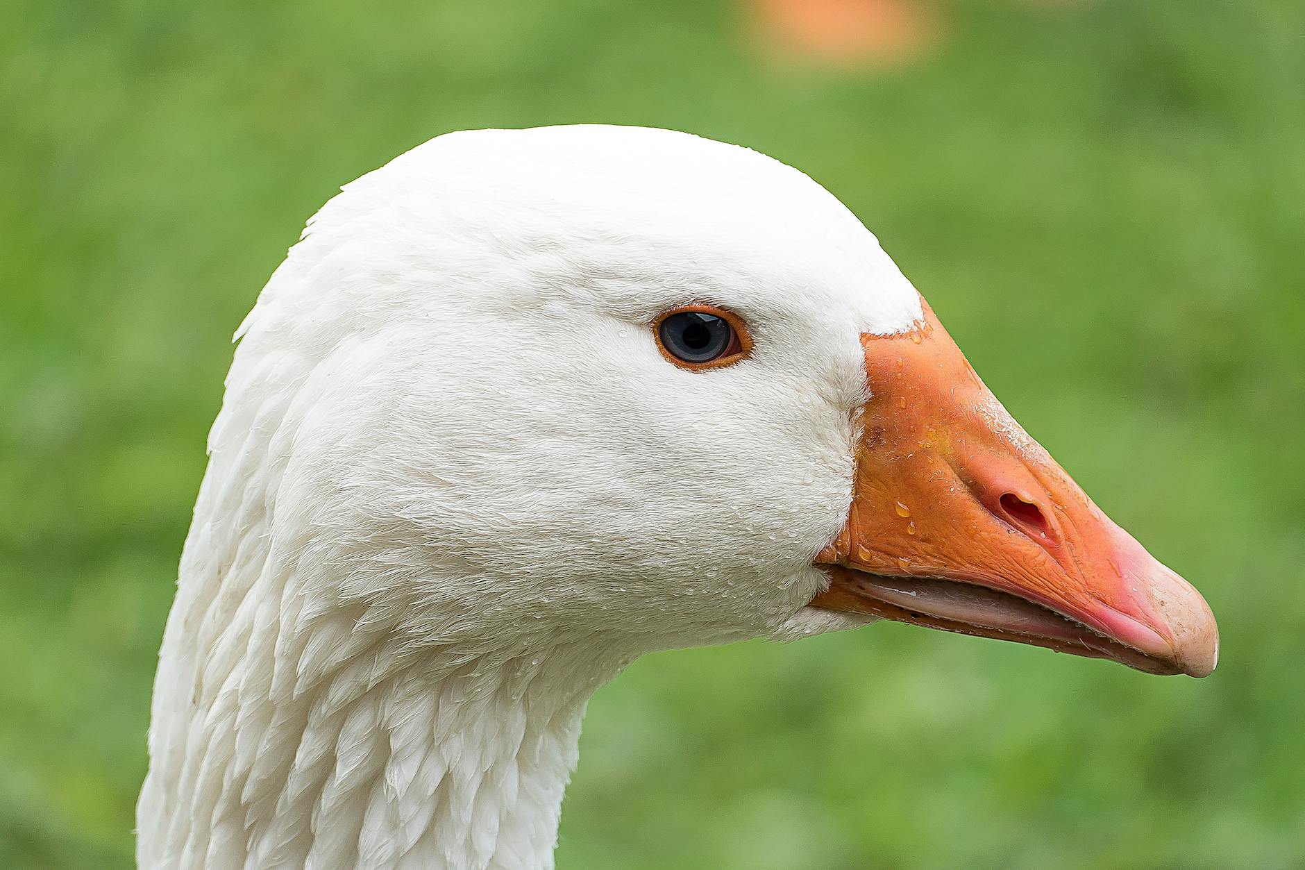 Goose AI — 완전 무료 AI 코딩 에이전트