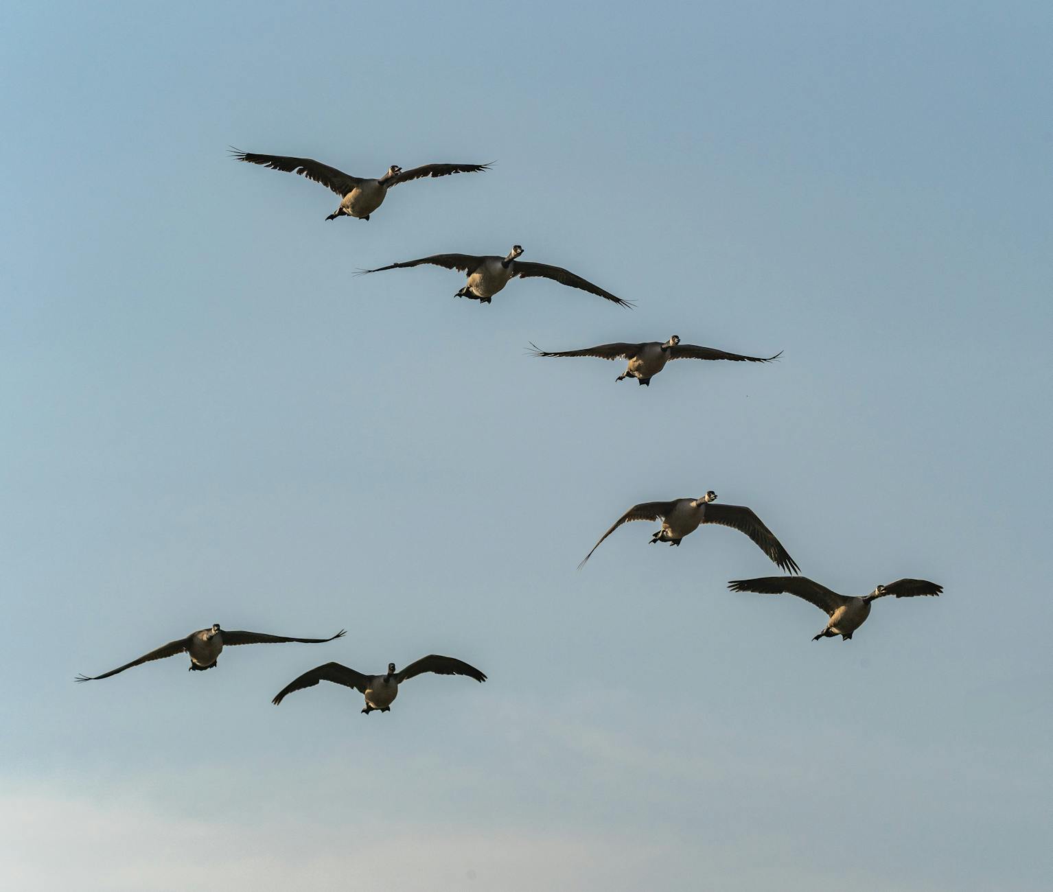 Meet Goose: The Free, Open-Source Alternative
