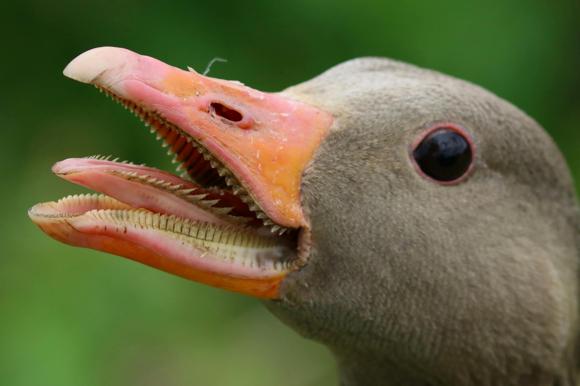 Meet Goose: The Open-Source Option Nobody's Talking About Yet