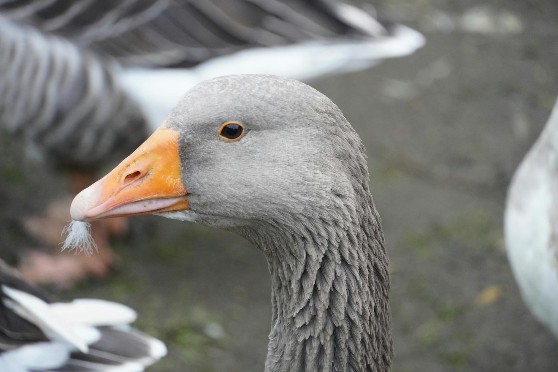 So what is Goose, exactly?